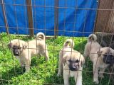 Dişi Erkek Kangal Yavrularımız