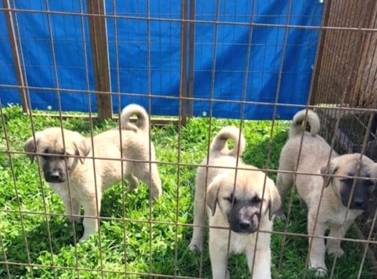 Dişi Erkek Kangal Yavrularımız görsel
