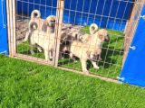 Dişi Erkek Kangal Yavrularımız