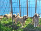 Dişi erkek kangal yavrularımız