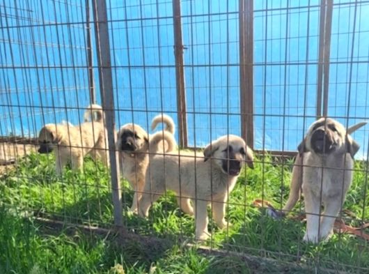 Dişi Erkek Kangal Yavrularımız