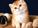 British Shorthair Golden ve Golden Point yavrular