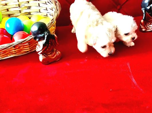 Xs Maltese Bebekler