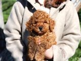 MALTİPOO CİNSİ YAVRULAR EV ÜRETİMİ