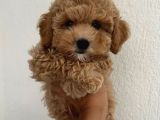 Malti̇poo Ci̇nsi̇ Yavrular Ev Üreti̇mi̇