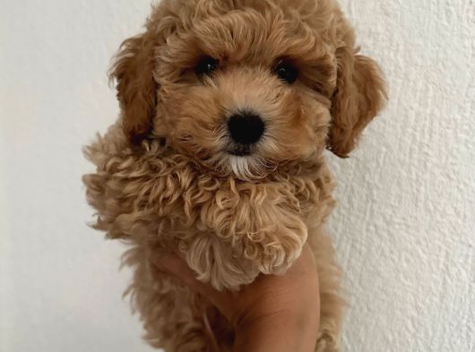 Malti̇poo Ci̇nsi̇ Yavrular Ev Üreti̇mi̇ görsel
