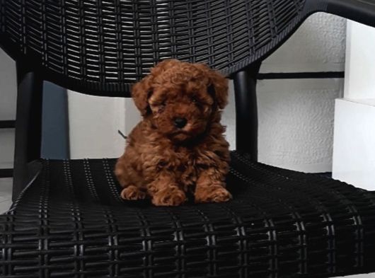 Di̇şi̇ Aşılı 800Gr Teacup görsel