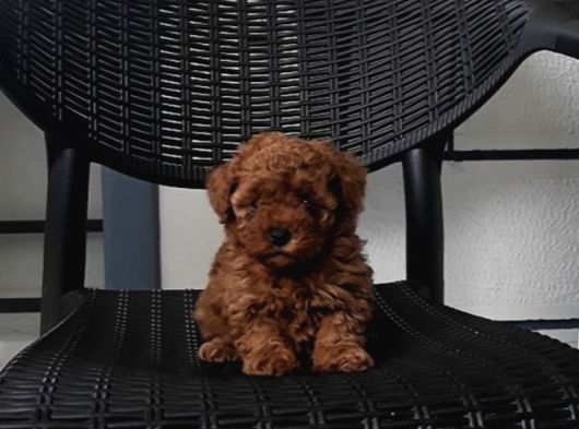 Di̇şi̇ Aşılı 800Gr Teacup görsel