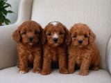 A KALİTE MALTİPOO