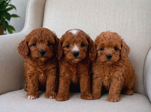 A Kali̇te Malti̇poo