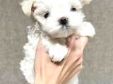 Maltese Terri̇er Ci̇nsi̇