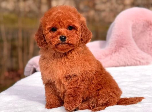 Toy Poodle Sevi̇mli̇ Yavrular Ev Üreti̇mi̇ görsel