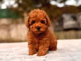 Toy Poodle Sevi̇mli̇ Yavrular Ev Üreti̇mi̇