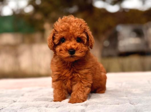 Toy Poodle Sevi̇mli̇ Yavrular Ev Üreti̇mi̇ görsel