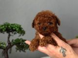 TOY POODLE SEVİMLİ YAVRULAR EV ÜRETİMİ