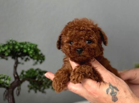 Toy Poodle Sevi̇mli̇ Yavrular Ev Üreti̇mi̇