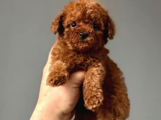 Toy Poodle Sevi̇mli̇ Yavrular Ev Üreti̇mi̇ görsel