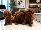 ORJİNAL TOY POODLE YAVRULARI ANKARA