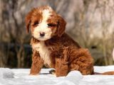 MALTİPOO CİNSİ YAVRULAR EV ÜRETİMİ