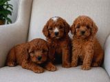 A Kali̇te Malti̇poo