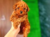 Çiflikten Poodle Yavrularımız Dişi Ve Erkek