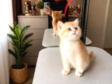 Bri̇ti̇sh Shorthai̇r Golden Shell Ny12