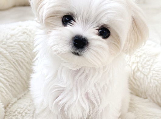Maltese Terrier Bebeklerimiz