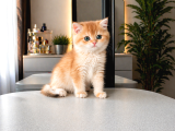 Bri̇ti̇sh Shorthai̇r Golden Shell Ny12