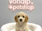 VONALP PET GARANTISIYLE EFSANE GÜZELLİKTE mALTİPOO