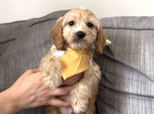 Cavapoo Bebekler görsel
