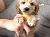 Cavapoo Bebekler