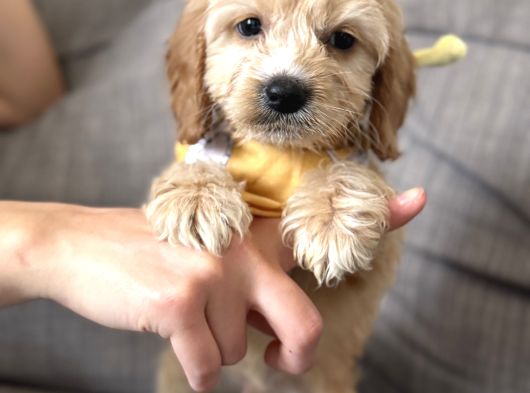 Cavapoo Bebekler görsel