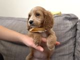 Cavapoo Bebekler