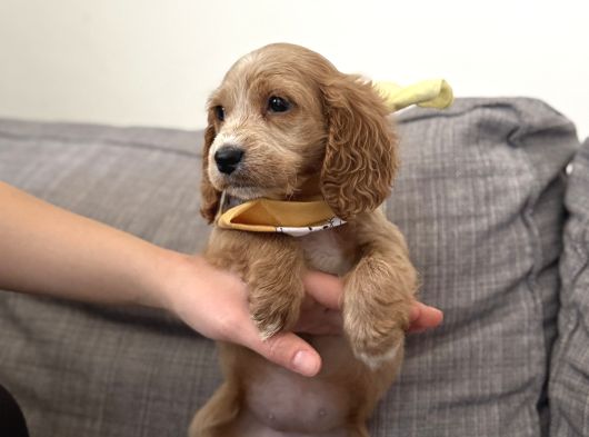 Cavapoo Bebekler görsel