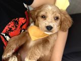 Cavapoo Bebekler