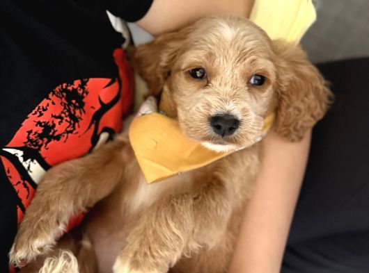 Cavapoo Bebekler görsel