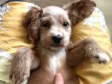 Cavapoo bebekler