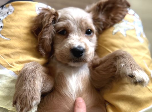 Cavapoo Bebekler