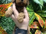 Orji̇nal Toy Poodle Yavrulari Ankara
