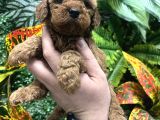 Orji̇nal Toy Poodle Yavrulari Ankara