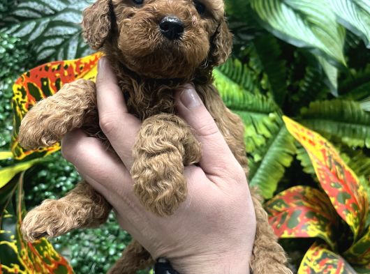 Orji̇nal Toy Poodle Yavrulari Ankara görsel