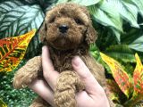 Orji̇nal Toy Poodle Yavrulari Ankara