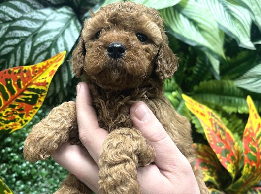 Orji̇nal Toy Poodle Yavrulari Ankara görsel