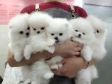 Pomerian Boo Yavrulari Ankara Teddy Bear