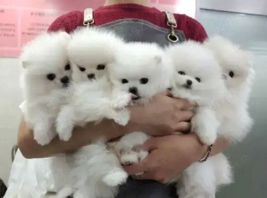 Pomerian Boo Yavrulari Ankara Teddy Bear görsel