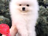 Pomerian Boo Yavrulari Ankara Teddy Bear