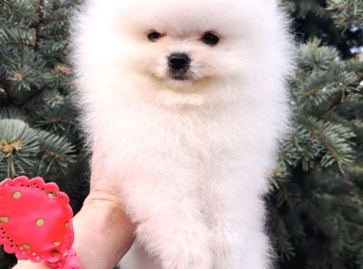 Pomerian Boo Yavrulari Ankara Teddy Bear görsel