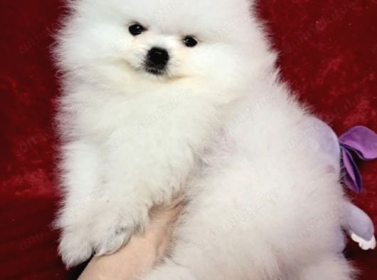 Pomerian Boo Yavrulari Ankara Teddy Bear görsel