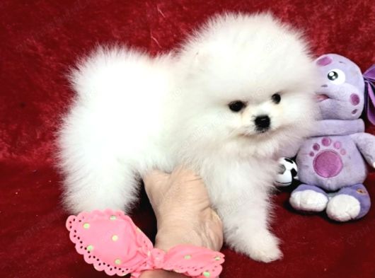 Pomerian Boo Yavrulari Ankara Teddy Bear görsel
