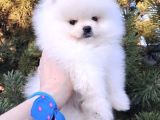 Pomerian Boo Yavrulari Ankara Teddy Bear